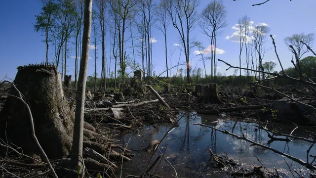 Burned: Are Trees the New Coal?
