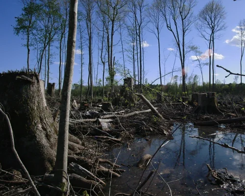 Burned: Are Trees the New Coal?